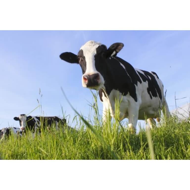 Southwest Desert Dairy Cow Forage Mix-2621