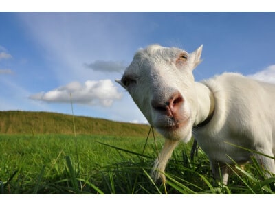 Southwest Desert Goat Forage Mix-2921