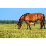 Southwest Desert Horse Forage Mix-2721