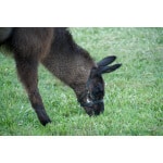 Southwest Transitional Alpaca/Llama Forage Mix-3041