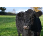 Southwest Transitional Beef Cattle Forage Mix-2541