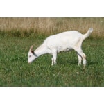 Southwest Transitional Goat Forage Mix-2937