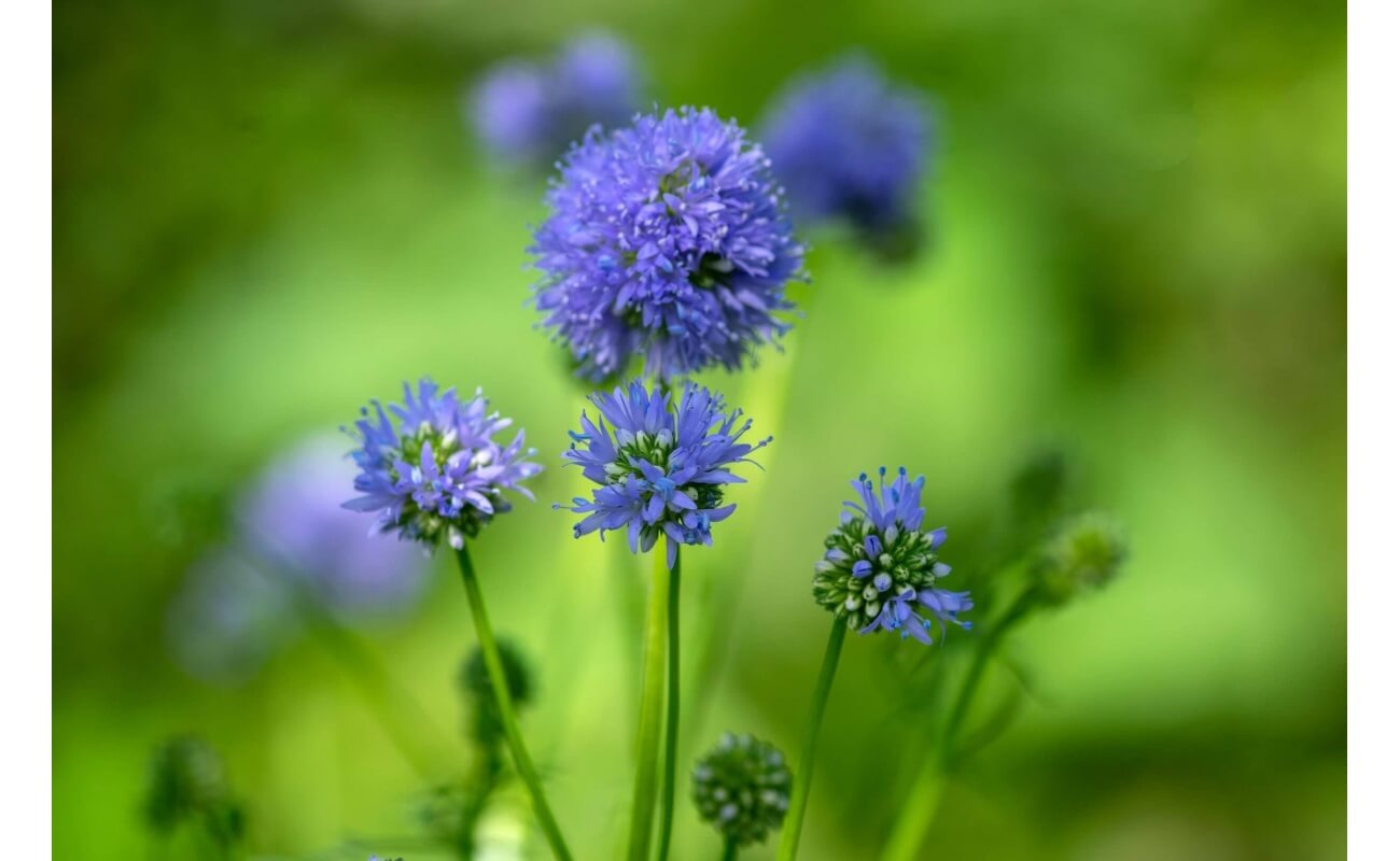 Globe Gilia-1331