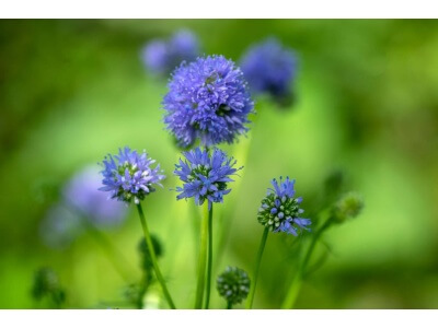 Globe Gilia-1331