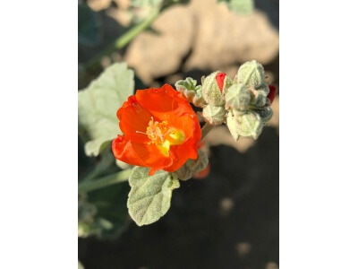 Munro Globemallow-1341