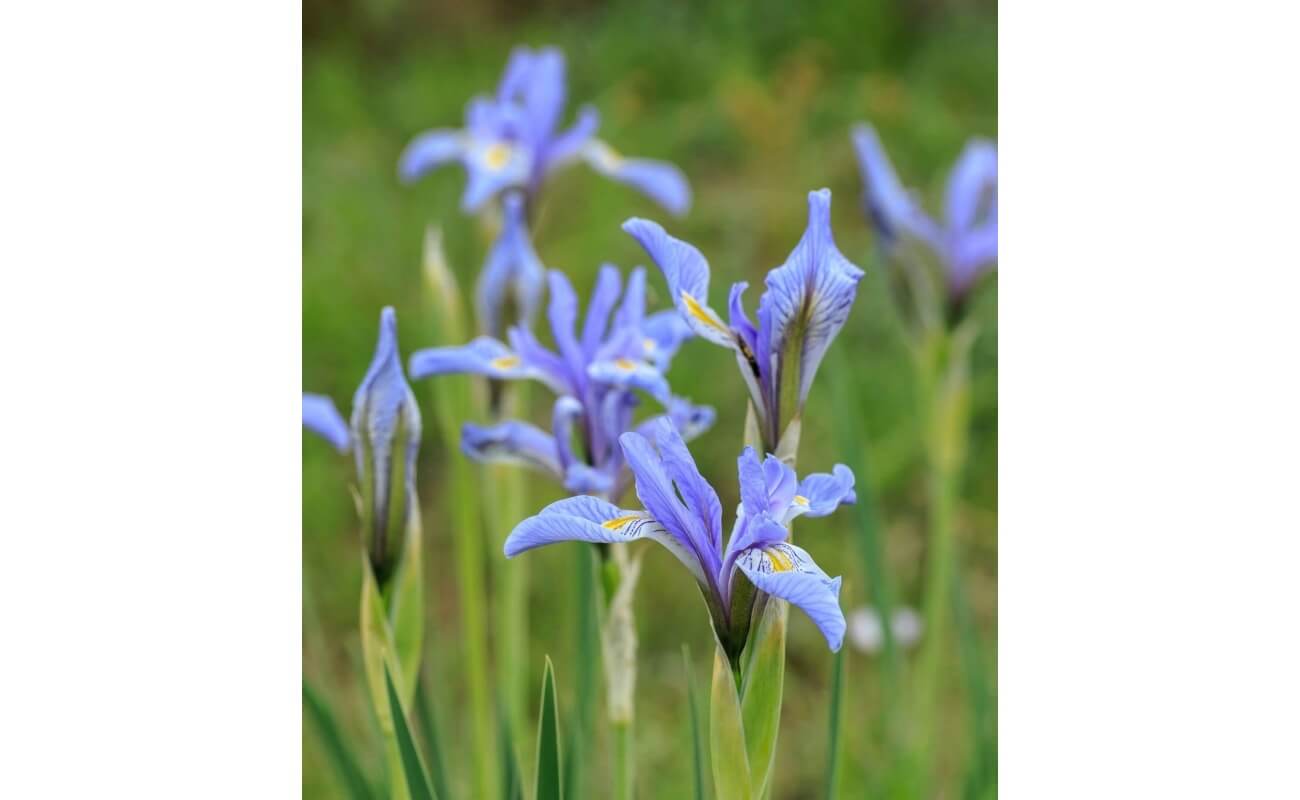 Rocky Mountain Iris-1198