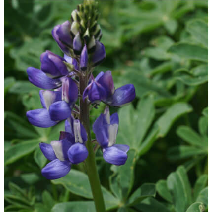 Arroyo Lupine-5083