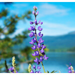 Arroyo Lupine-5084