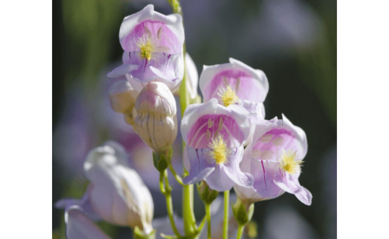 Palmer's Penstemon-5007