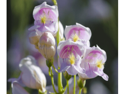 Palmer's Penstemon-5007