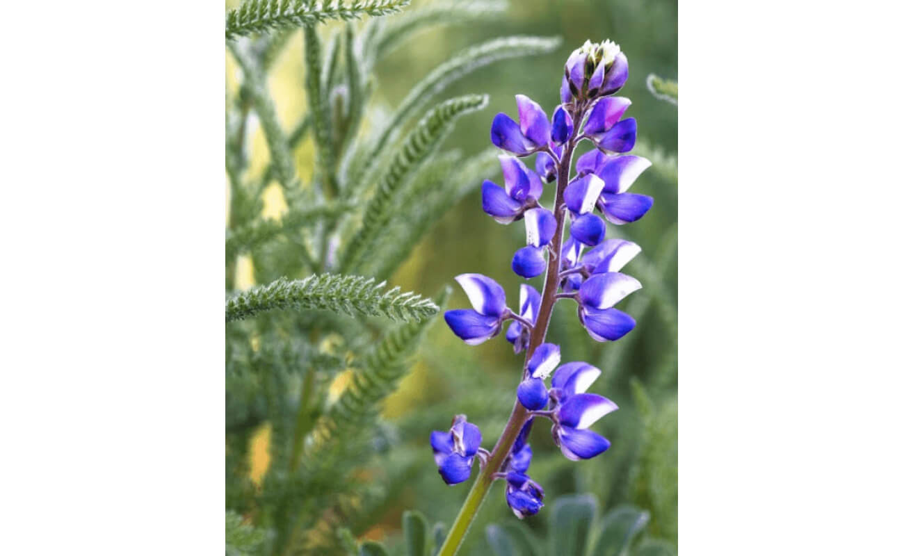 Miniature Lupine-5011