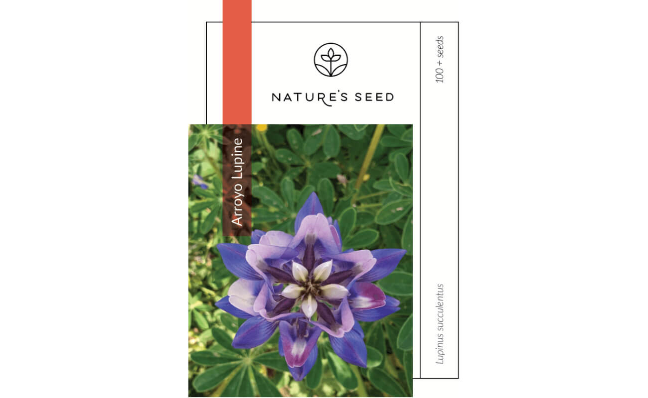 Arroyo Lupine-0