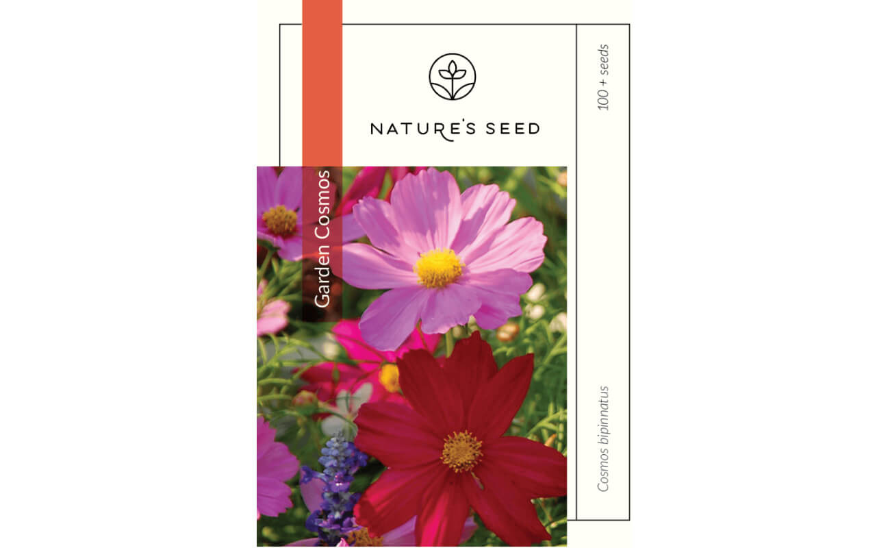 Garden Cosmos-5319