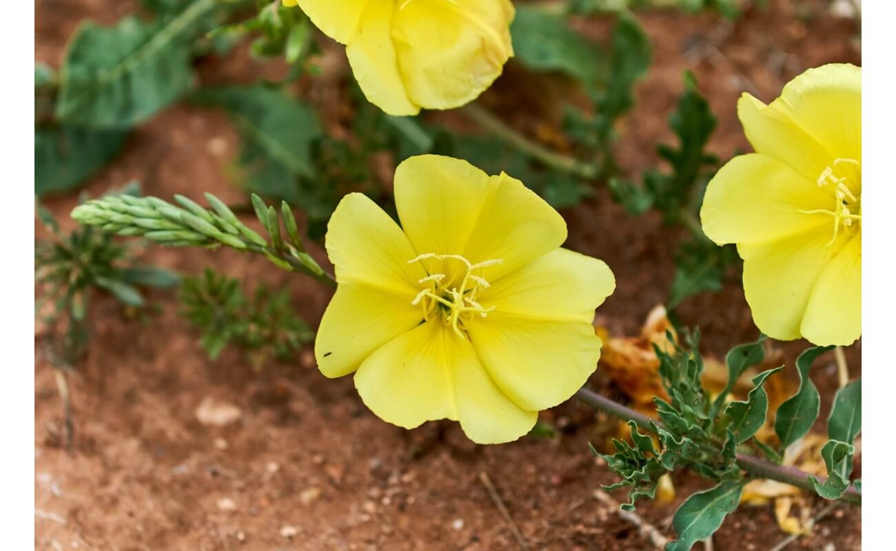 Hooker's Evening Primrose-4564