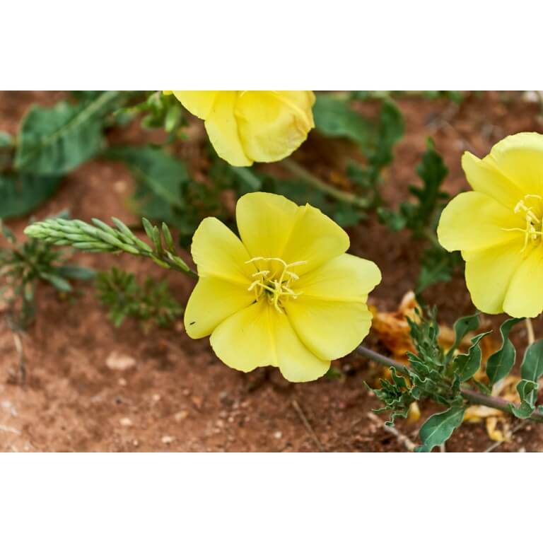 Hooker's Evening Primrose-4564