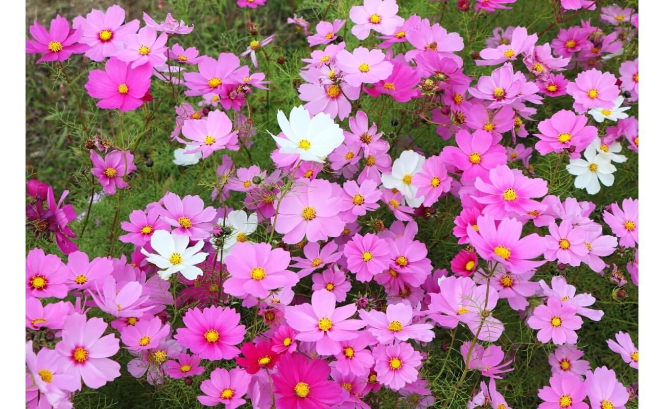 Garden Cosmos-0