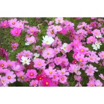 Garden Cosmos-0