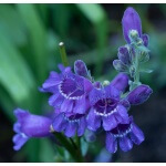 Blue Mountain Penstemon-5279