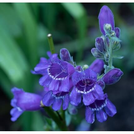 Blue Mountain Penstemon-5279