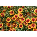 Blanket Flower-4552