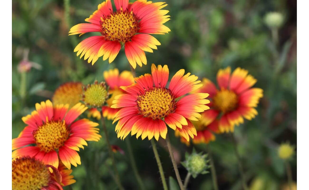 Blanket Flower-5356