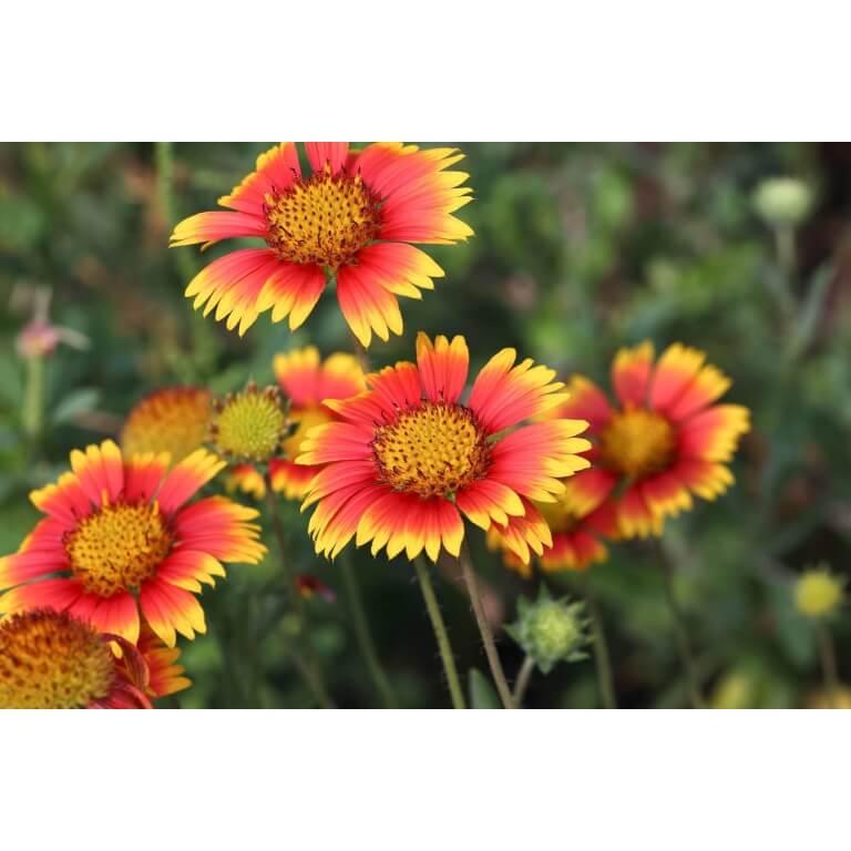 Blanket Flower-5356