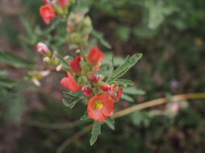 Scarlet Globemallow-5134