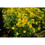 Yellow Evening Primrose-5118