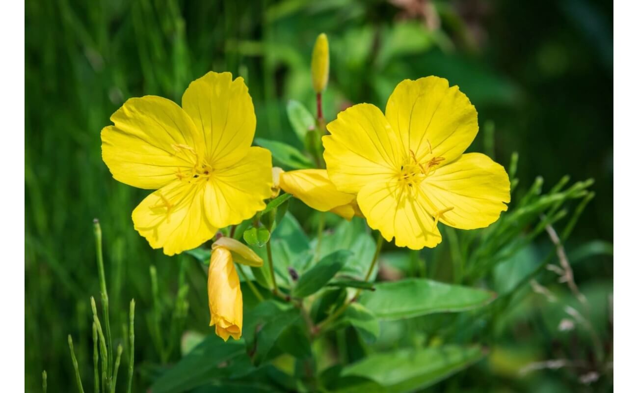 Yellow Evening Primrose-5117