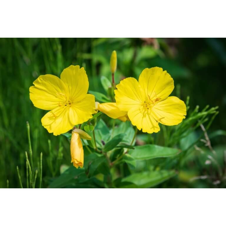 Yellow Evening Primrose-5117