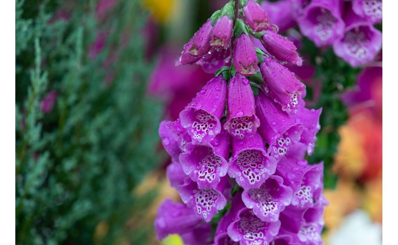 Purple Foxglove-5284