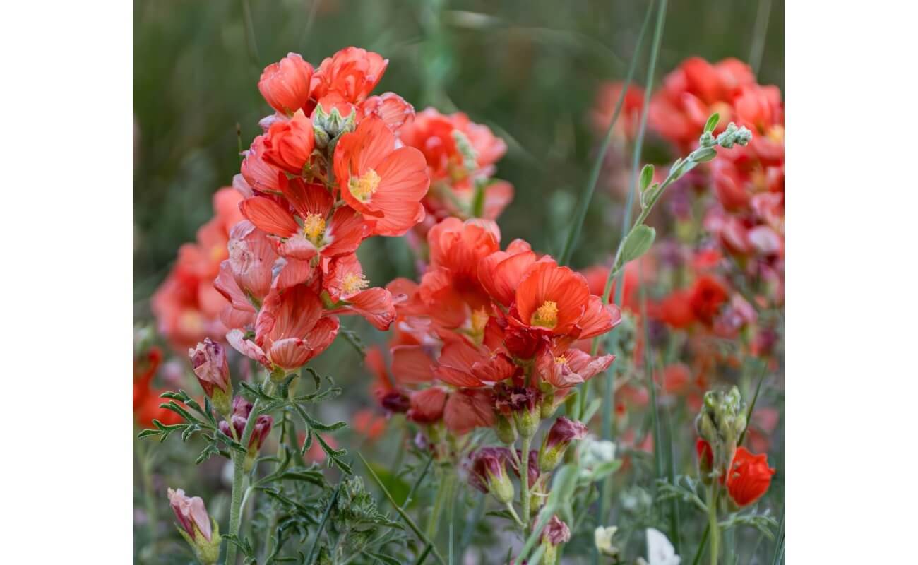 Scarlet Globemallow-5133