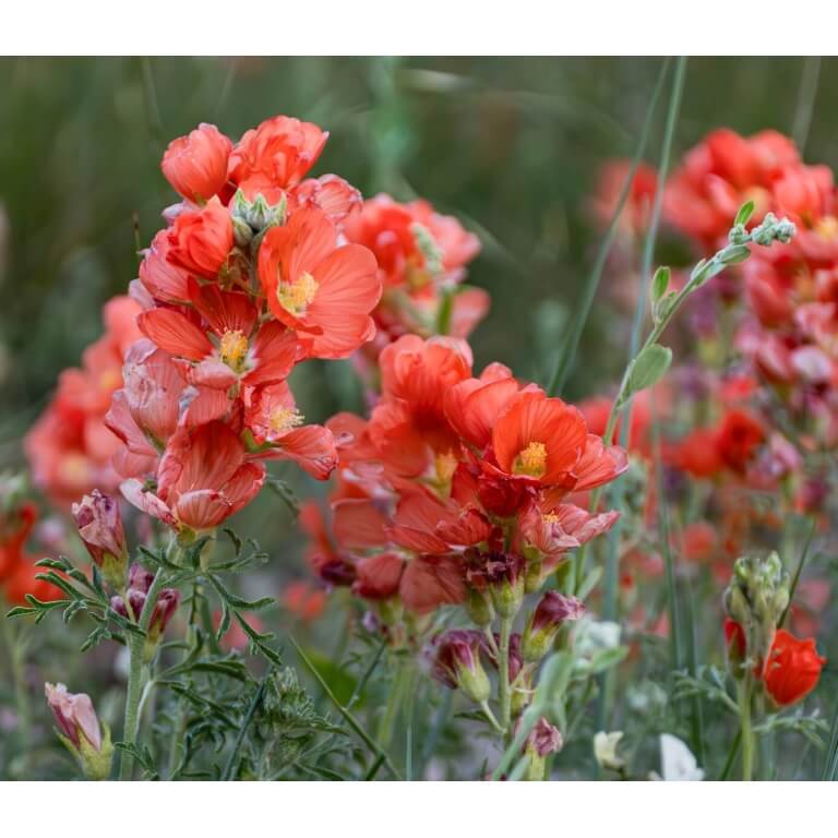 Scarlet Globemallow-5133