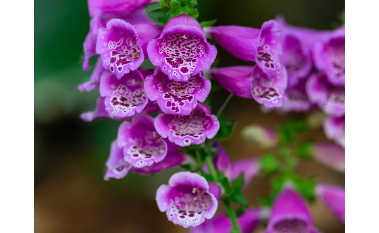 Purple Foxglove-5283