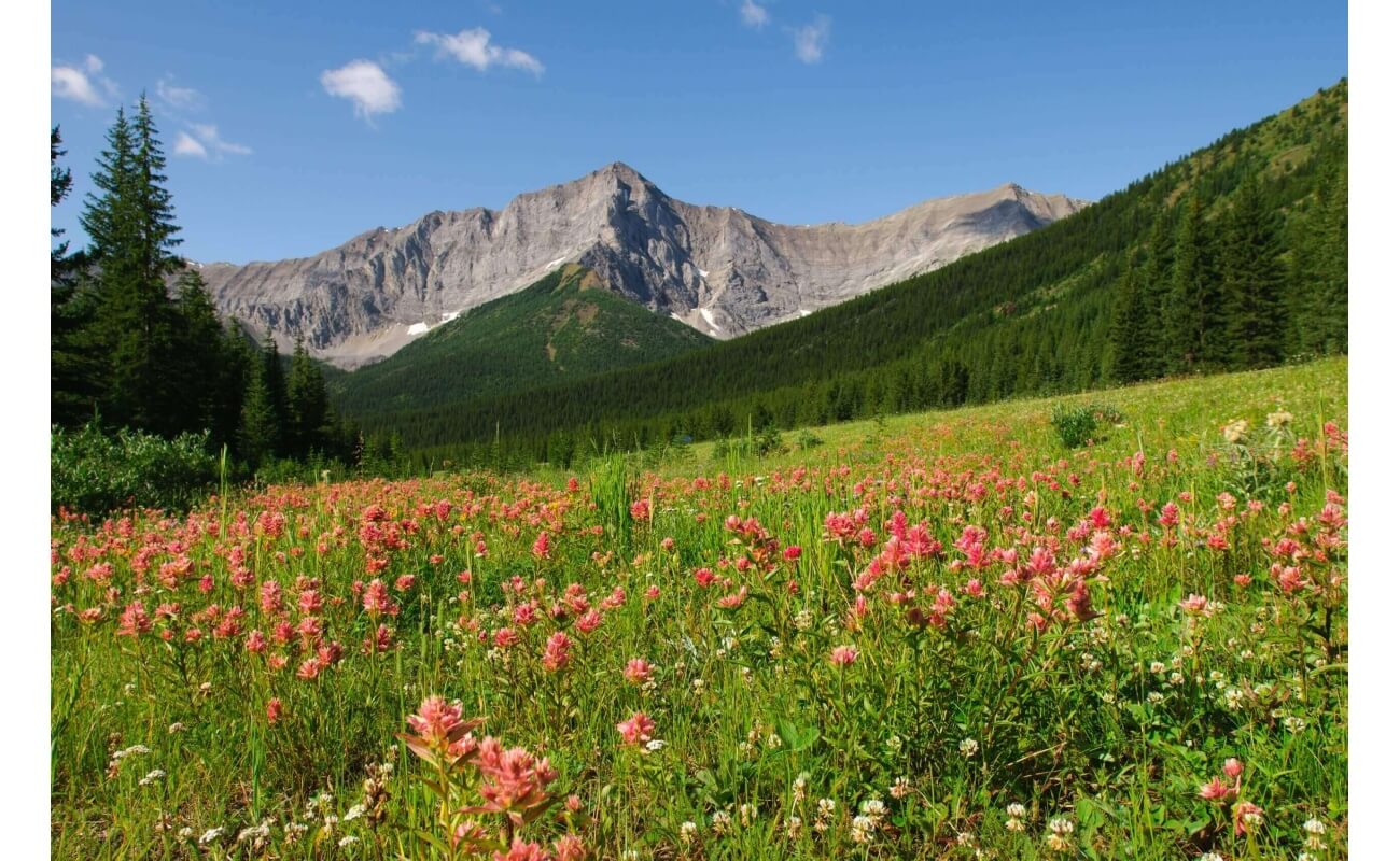 Splitleaf Indian Paintbrush-1355