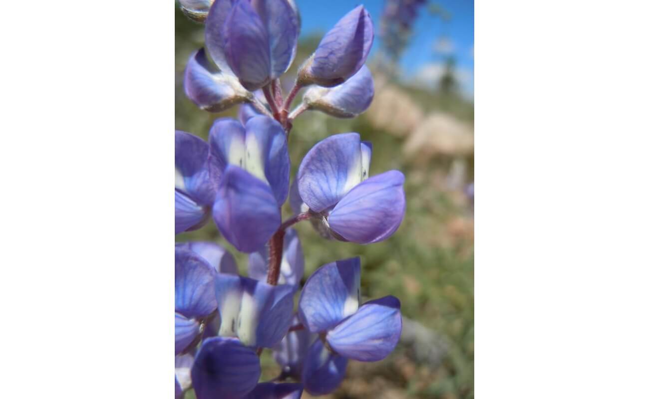 Silverleaf Lupine-1351