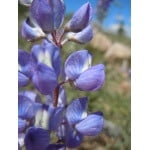 Silverleaf Lupine-1351