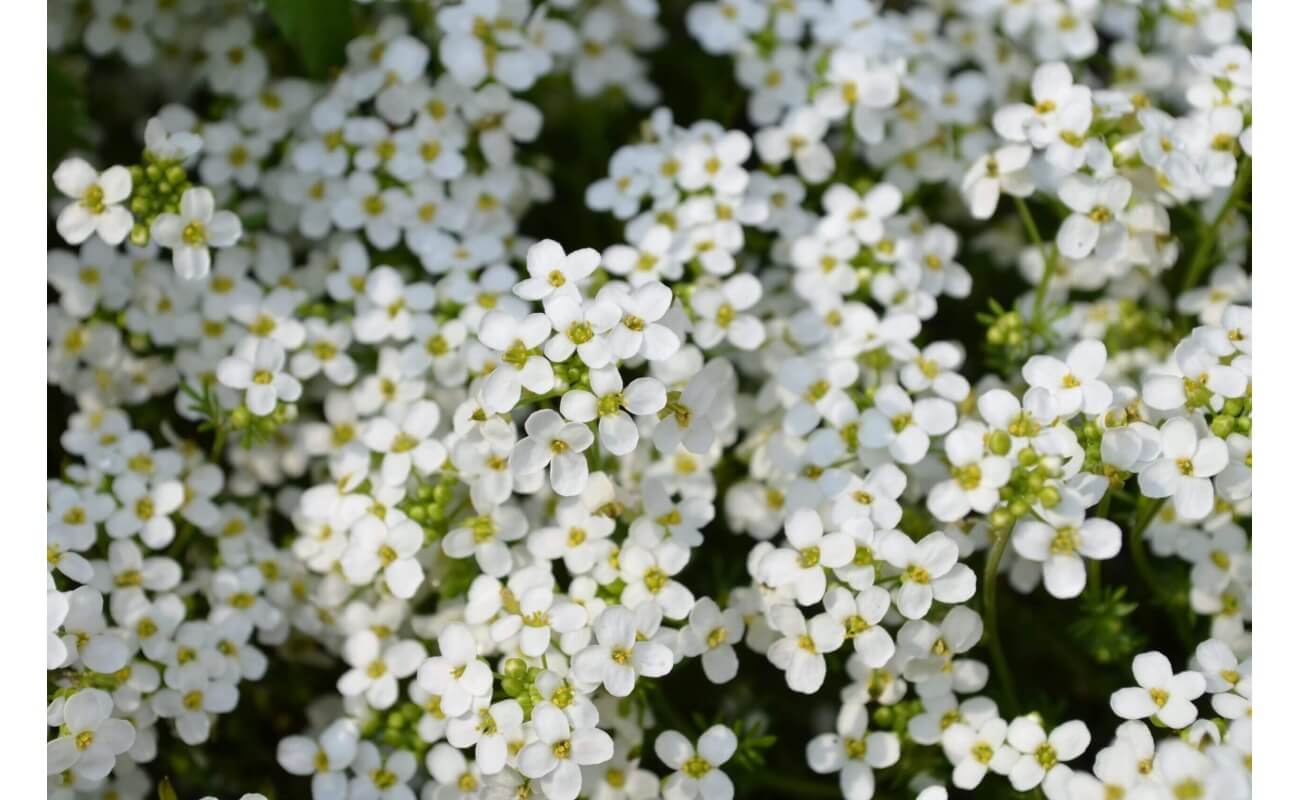 Sweet Alyssum-1357