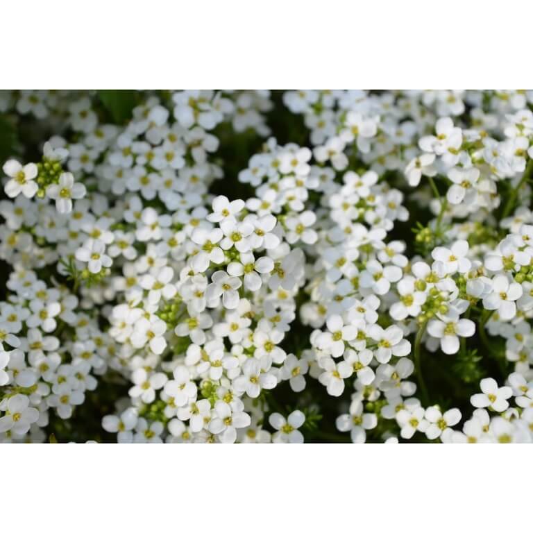 Sweet Alyssum-1357