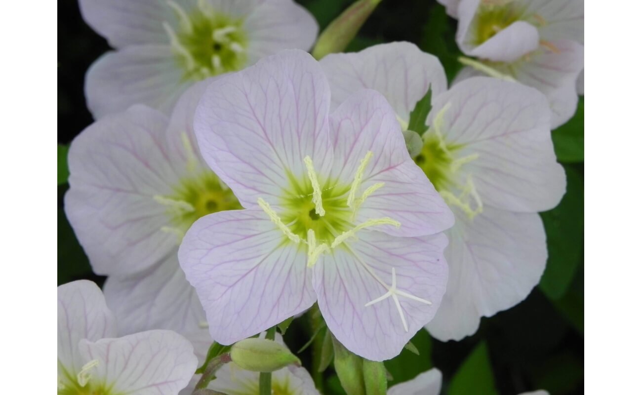 White Evening Primrose-1359