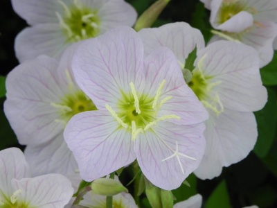 White Evening Primrose-1359