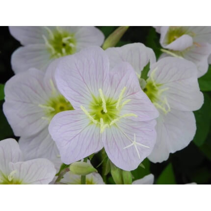 White Evening Primrose-1359