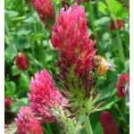 Florida tropics honeybee pasture seed mix