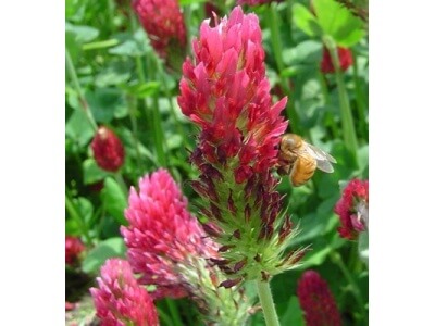 Florida tropics honeybee pasture seed mix