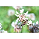 White dutch clover with honey bee on it