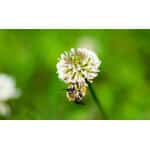 Mid-West/Mid-Atlantic Honey Bee Pasture Mix-3299