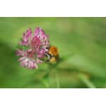 Pacific Northwest Honey Bee Pasture Mix-3307