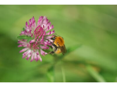 Pacific Northwest Honey Bee Pasture Mix-3307