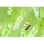 Pacific Southwest Honey Bee Pasture Mix-3315