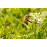 South-Atlantic Transitional Honey Bee Pasture Mix-3323